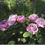 Lavender Ice / Лавендер Айс